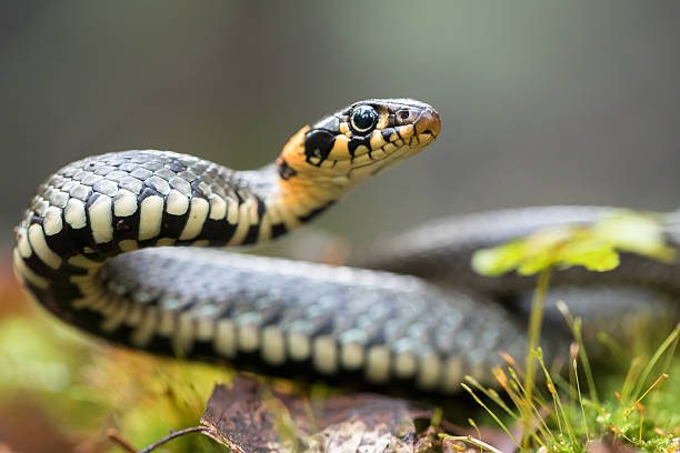 serpent de type couleuvre